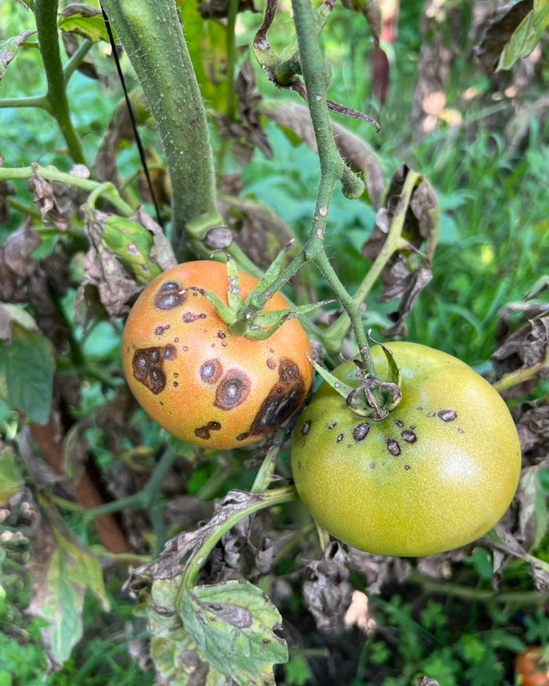 Not every dark spot is blossom-end rot