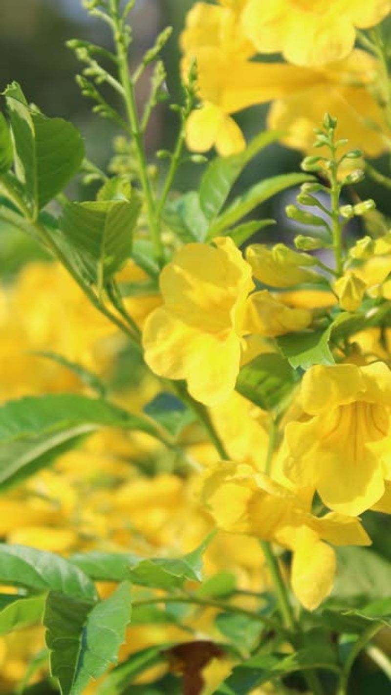 November flowers depend on cultivar, region, and frost