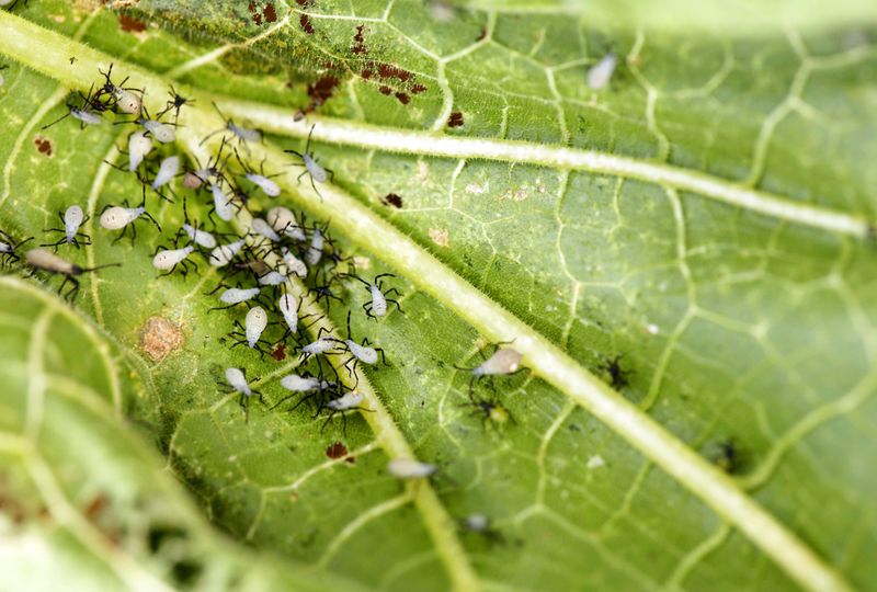 Nymphs and adults create the feeding damage Nymphs and adults create the feeding damage