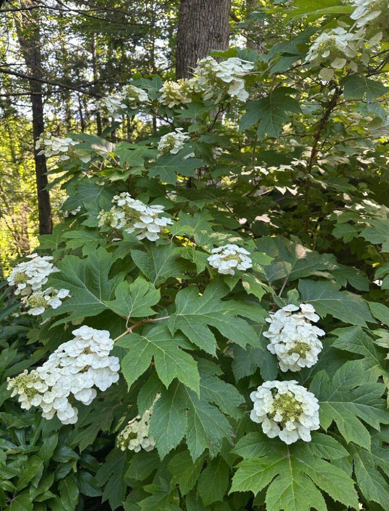 Oakleaf Hydrangea (Hydrangea quercifolia)