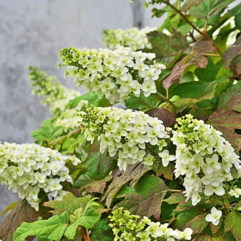Oakleaf Hydrangea Oakleaf Hydrangea