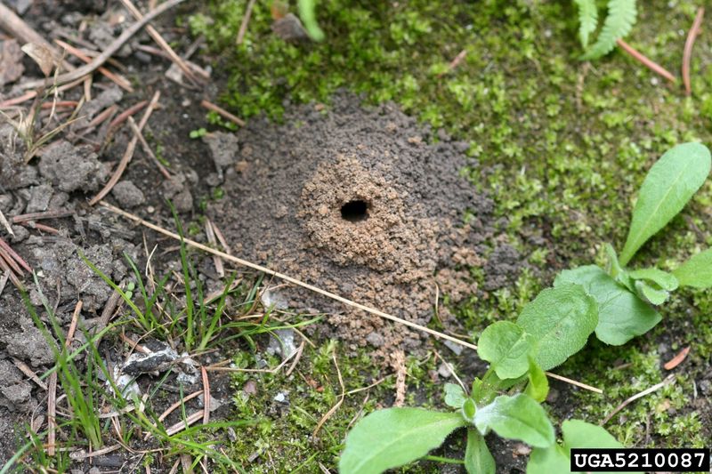 Observe holes before disturbing the ground