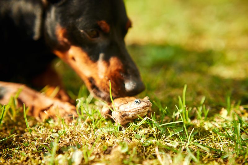 Observe the toad, protect pets, and avoid unnecessary relocation