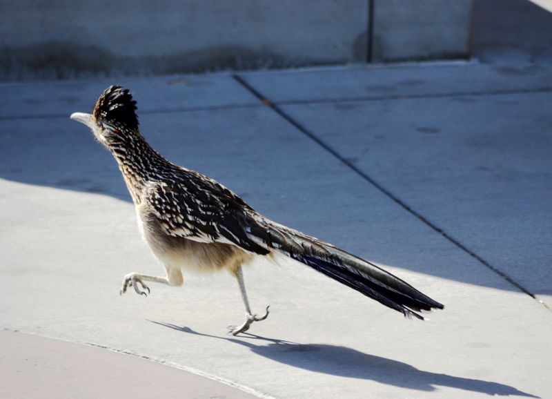 Observe young birds and nests without interfering Observe young birds and nests without interfering