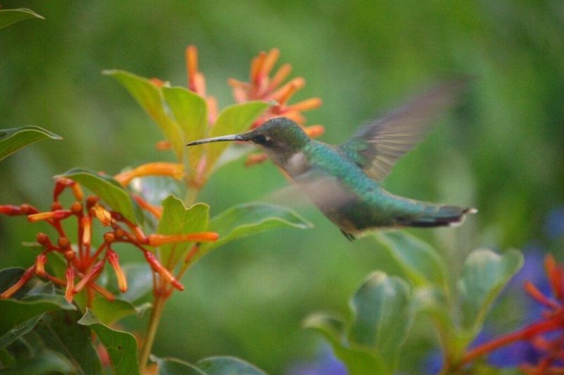 Observed use does not prove hummingbird preference