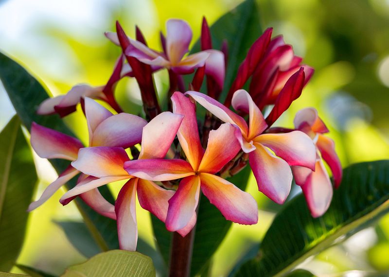 October flowers are possible, but Texas location sets the odds October flowers are possible, but Texas location sets the odds
