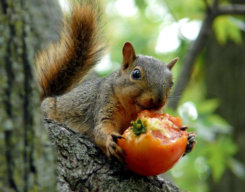 Plant a Squirrel Decoy Crop