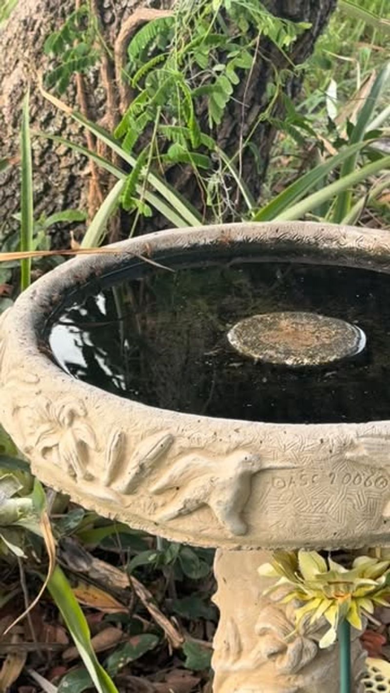 Offer clean, shallow water for wildlife generally