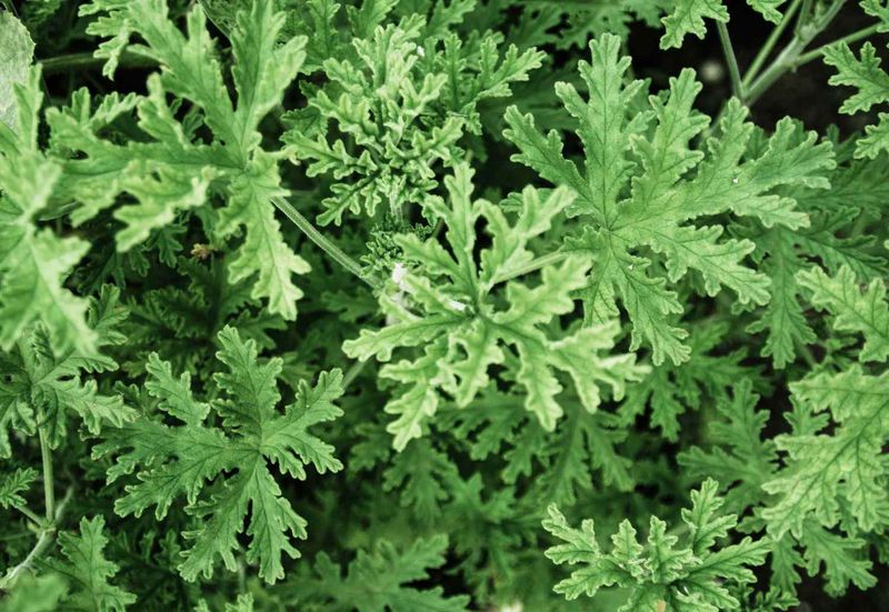 Oil and extract studies do not prove that a living plant protects a patio Oil and extract studies do not prove that a living plant protects a patio