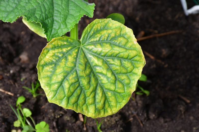Older cucumber leaves can make magnesium worth investigating