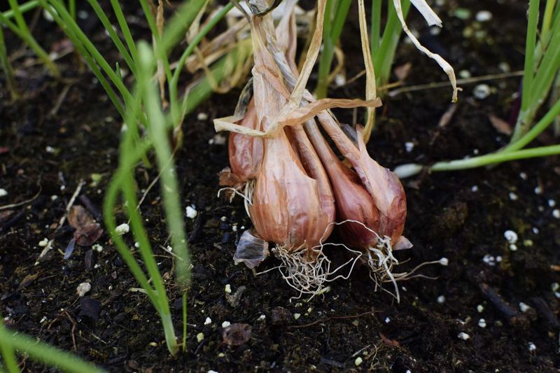 True shallots and multiplier onions can form clusters