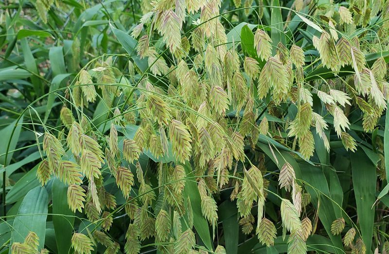 Why inland sea oats fits some Texas sites