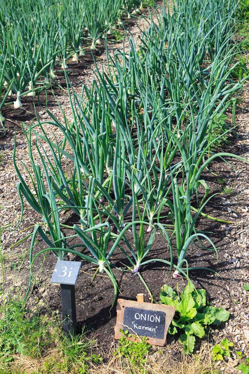 Onion