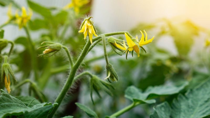 Open flowers may reflect pollen, pollination, or plant stress