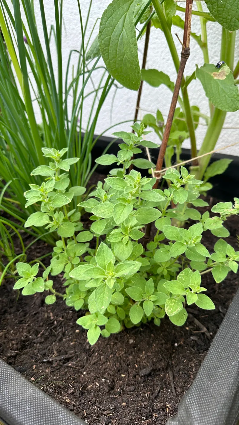 Oregano