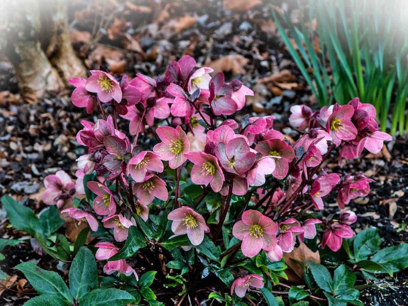 Hellebore