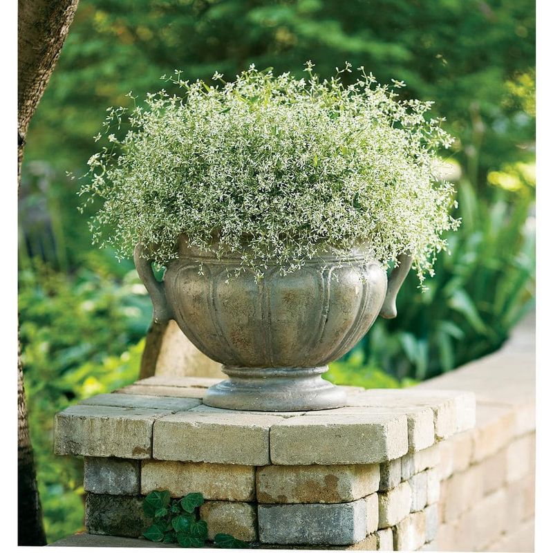 Petunia Swap: Euphorbia (Diamond Frost)