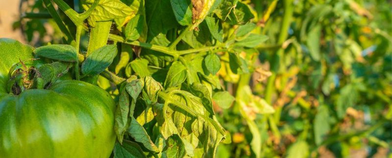 Your Game Plan for Healthy Tomatoes