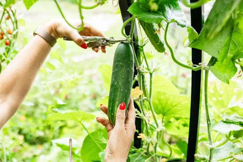 The One Step Most People Skip: Regular Harvesting