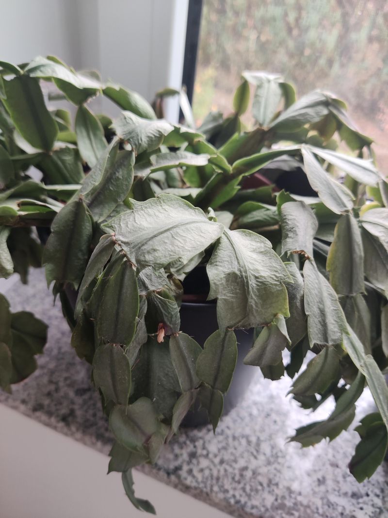 Thirsty Roots Can Fake the Same Symptoms