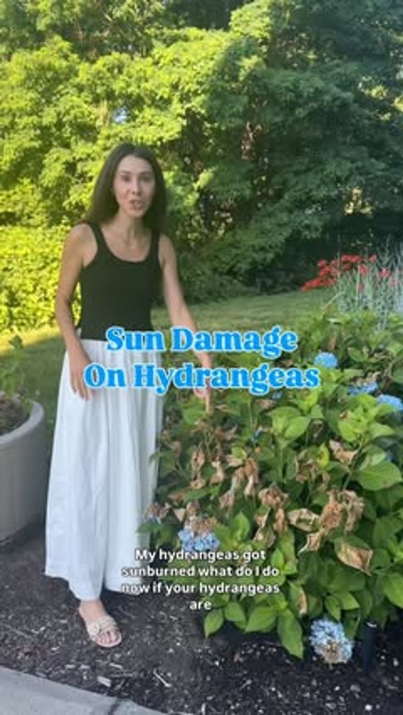 Too Much Sun Turns a Shade-Lover Into a Sulker