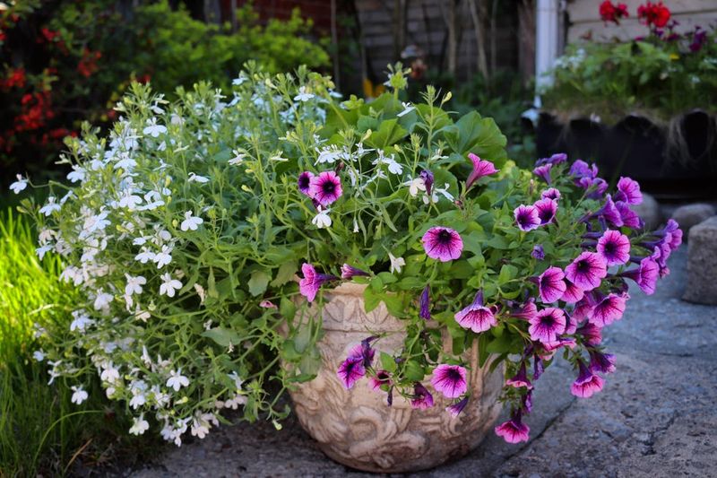Planting Them in Too Much Shade