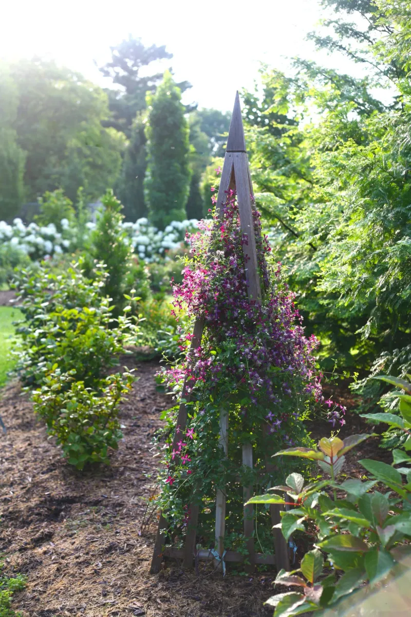 Forgetting to Give the Vine Something to Climb