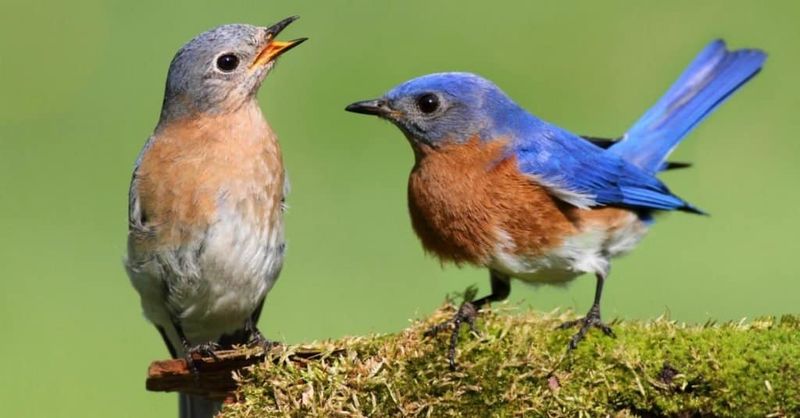 Pair open foraging areas with nearby trees