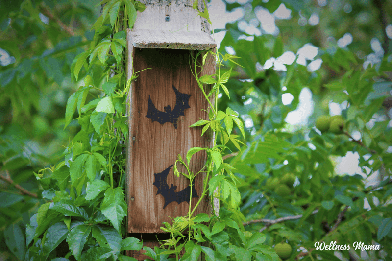 Respect bats and manage the house without creating a health hazard
