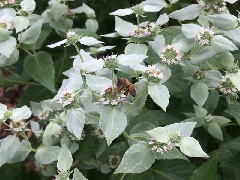 Pair the planting with monitoring, not promises
