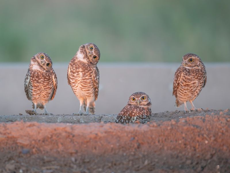 Protect active nests and distinguish Florida’s owl species