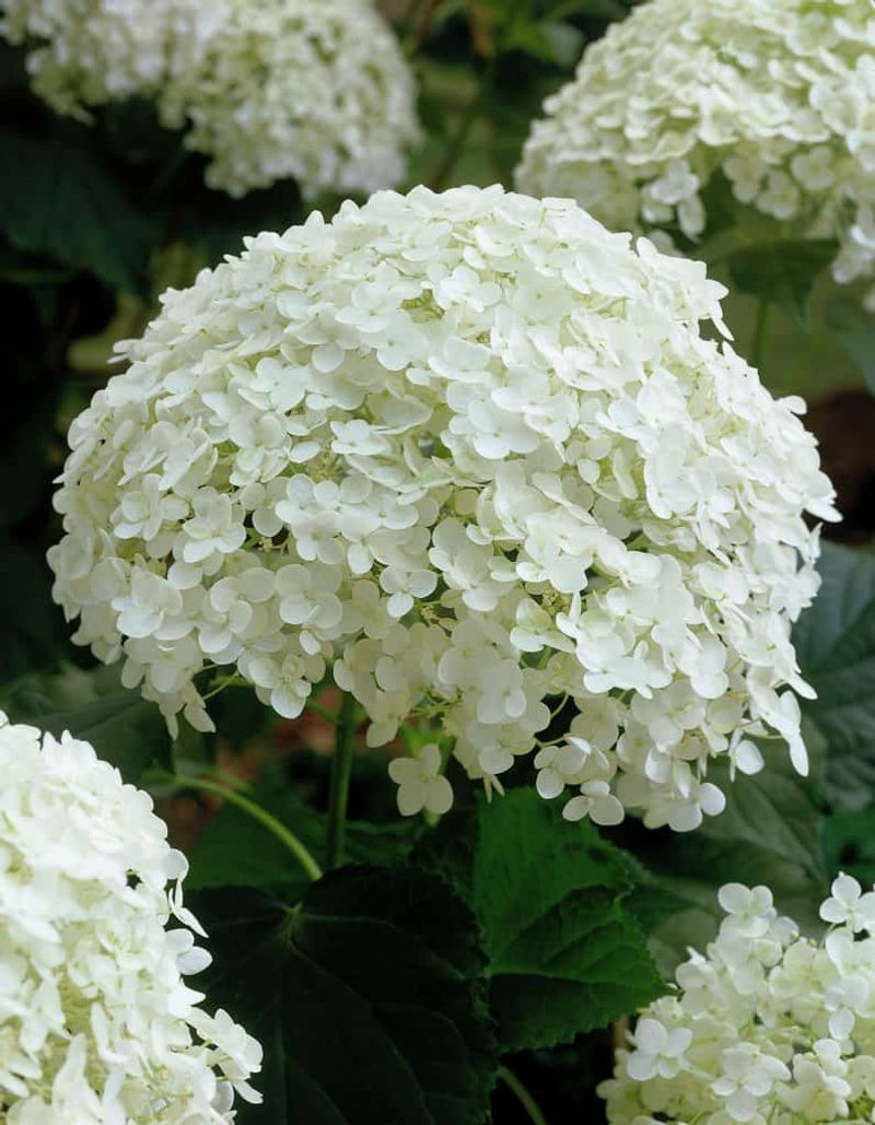 Smooth Hydrangea (Hydrangea arborescens)