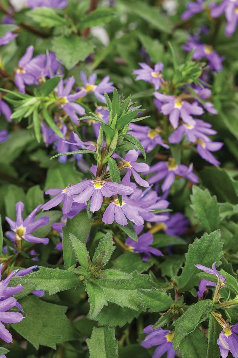 Petunia Rival: Scaevola (Fan Flower)