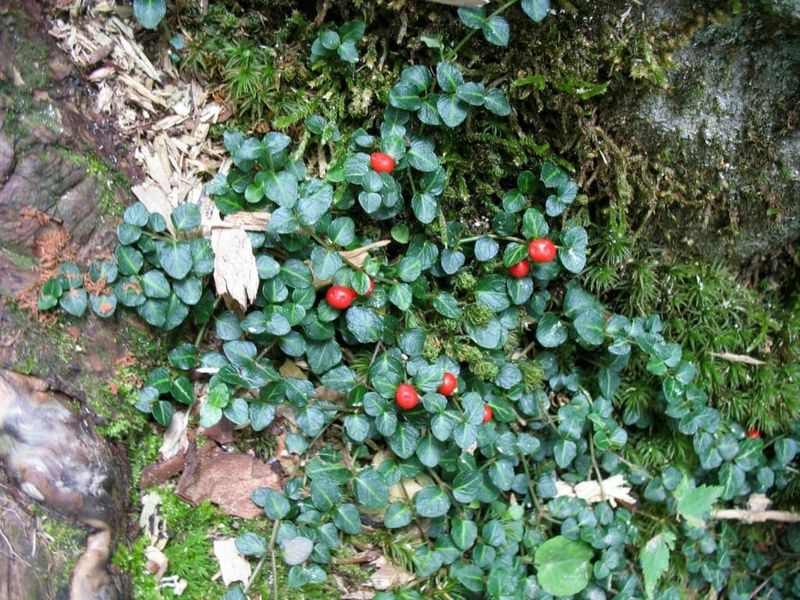 Partridgeberry (Mitchella repens) Partridgeberry (Mitchella repens)