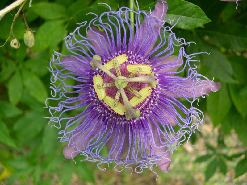 Passion Fruit Passion Fruit