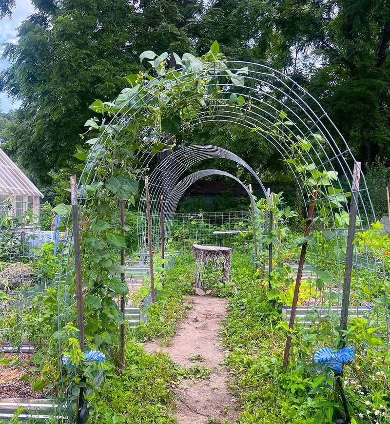 Passionvine on Cattle Panel Arches