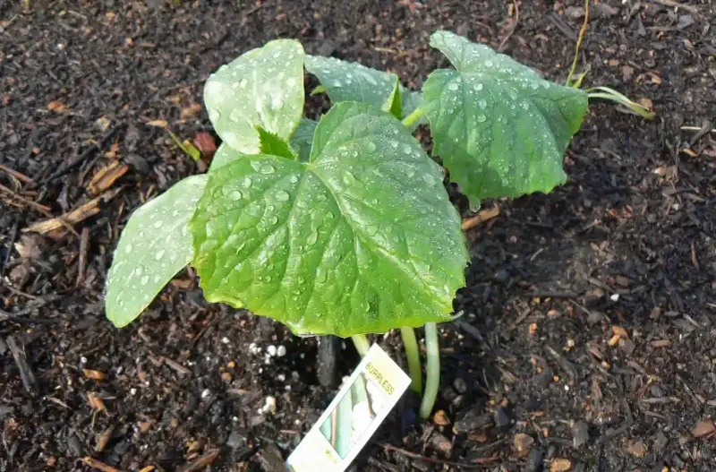 Pause nitrogen-heavy fertilizer and amendments for now Pause nitrogen-heavy fertilizer and amendments for now