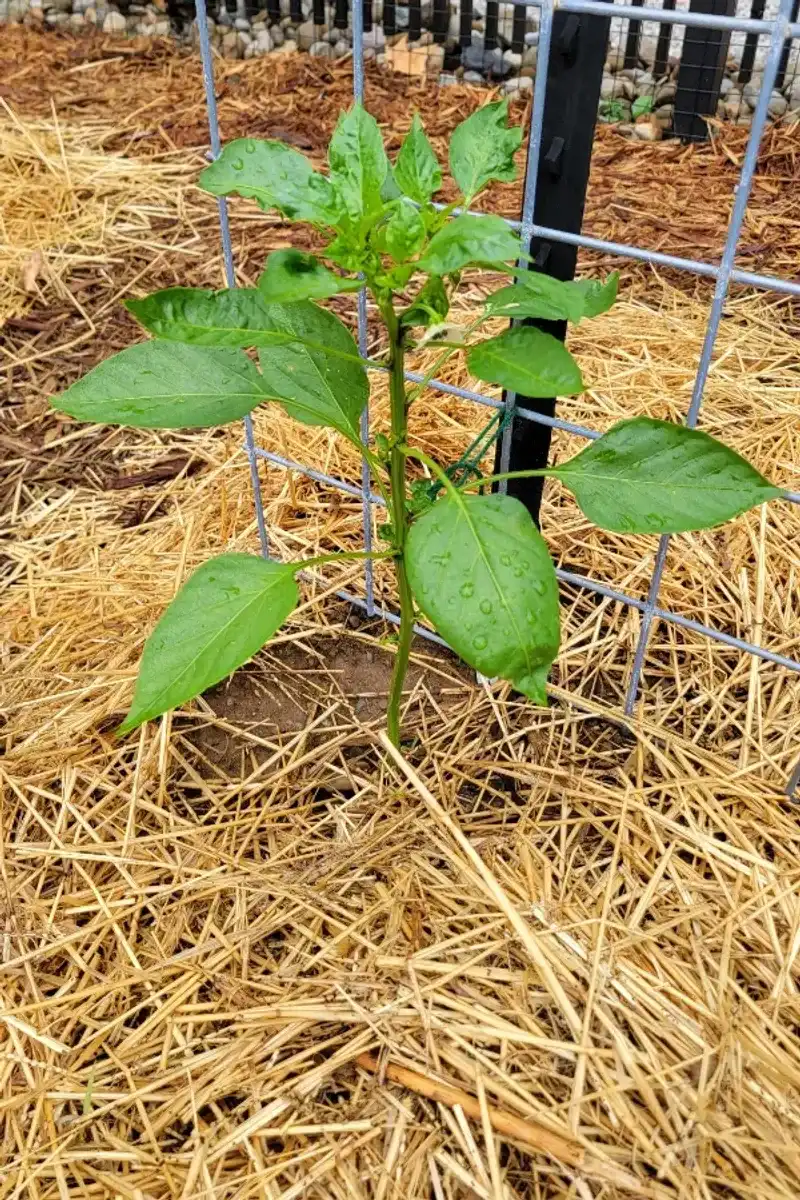 Pause routine high-nitrogen feeding first Pause routine high-nitrogen feeding first