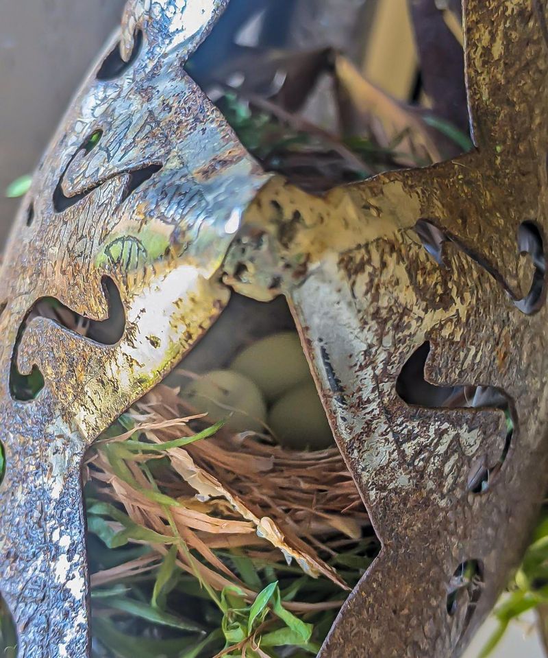 Pause the yard work around the active nest
