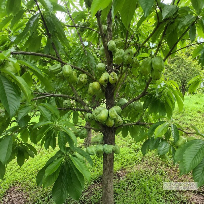 Pawpaw needs thoughtful establishment before it becomes easier to manage Pawpaw needs thoughtful establishment before it becomes easier to manage