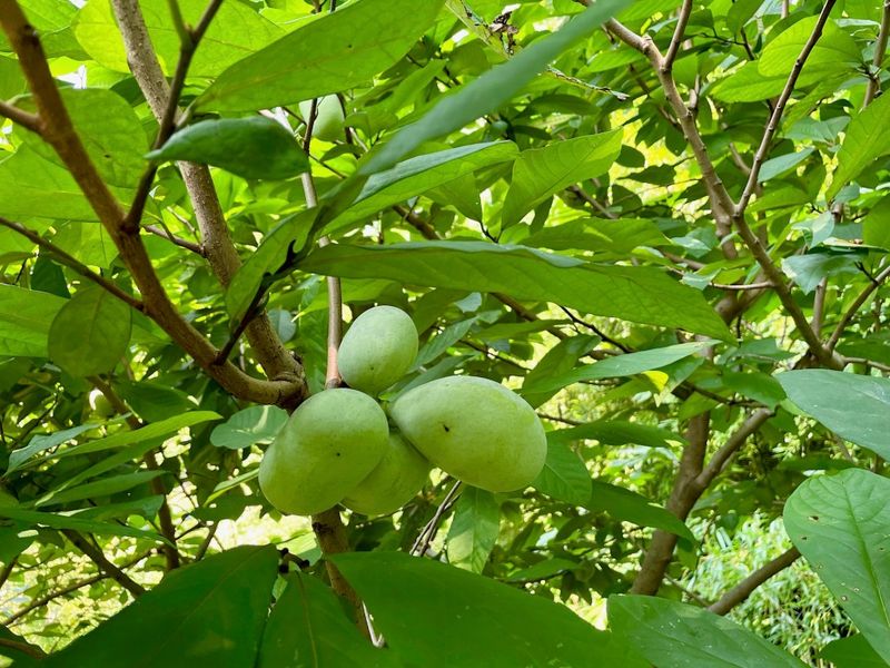 Pawpaw