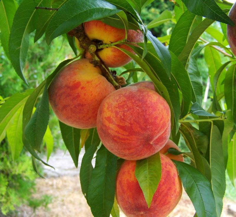 Peaches Peaches