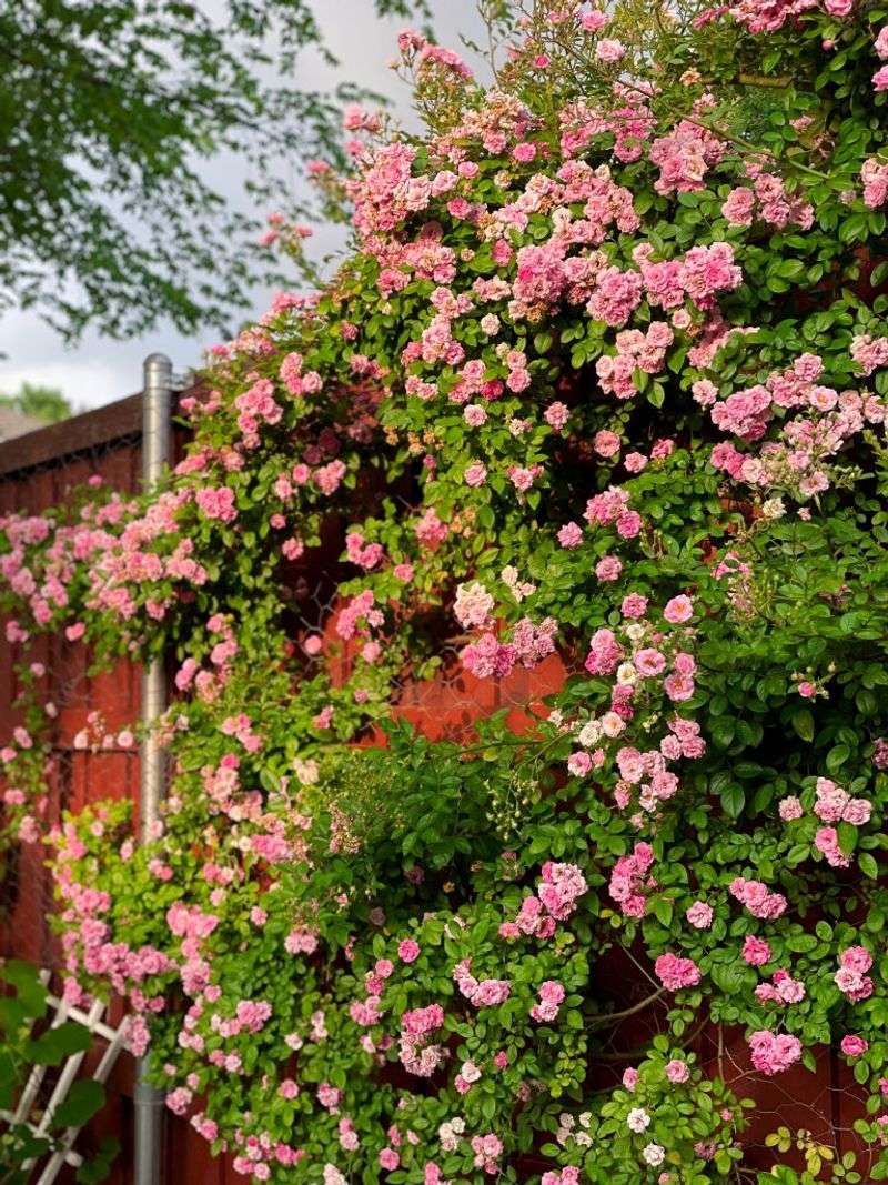Peggy Martin Rose