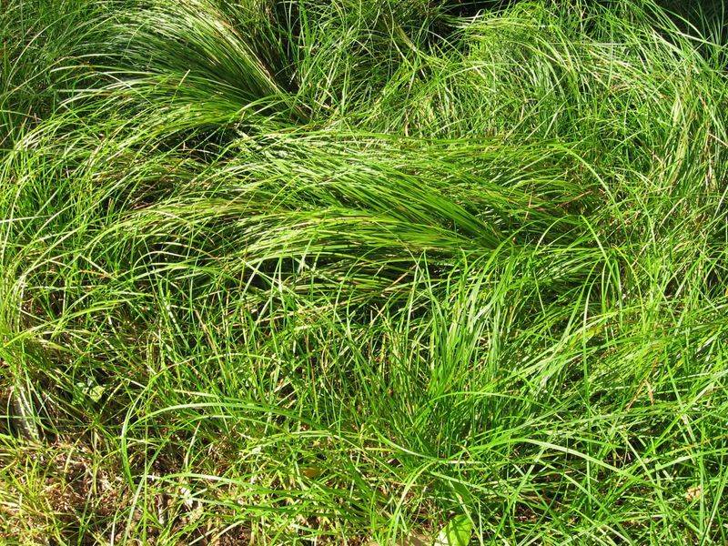 Pennsylvania Sedge (Carex pensylvanica) Pennsylvania Sedge (Carex pensylvanica)