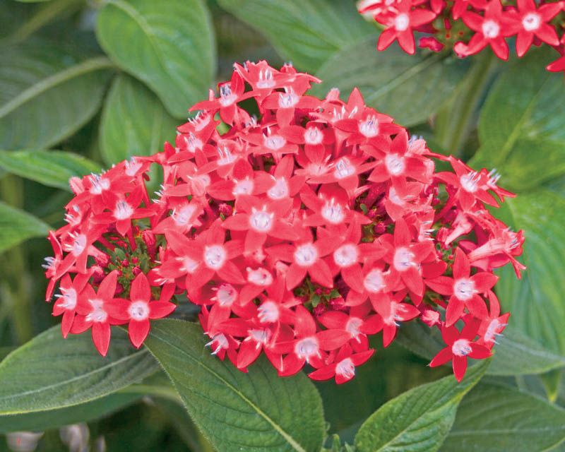 Pentas