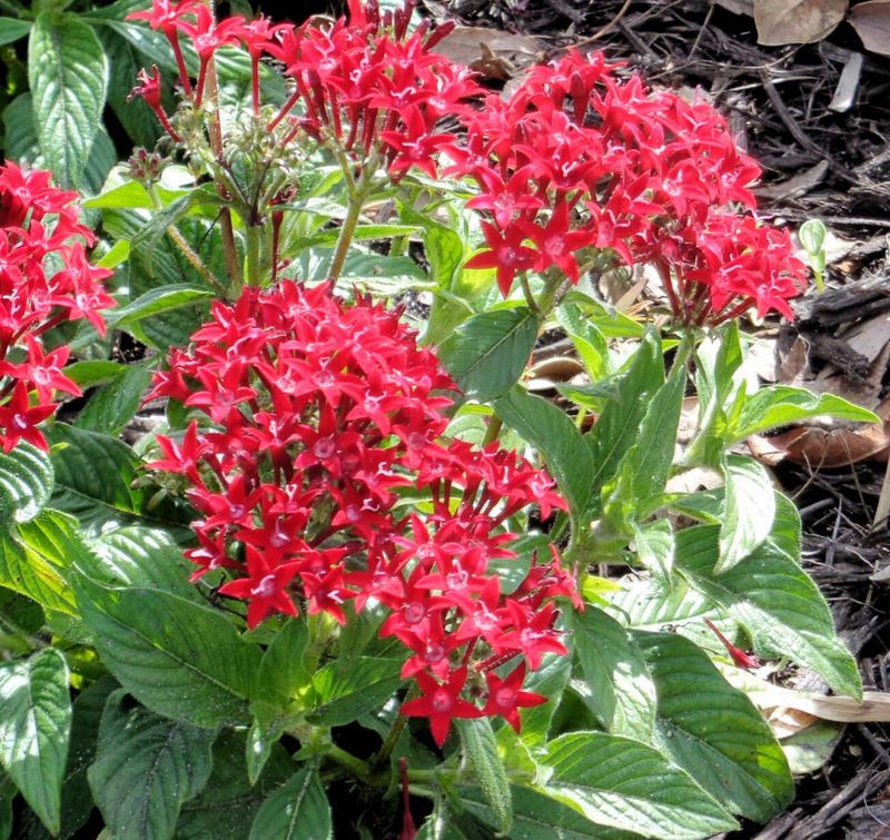 Pentas (Pentas lanceolata) Pentas (Pentas lanceolata)