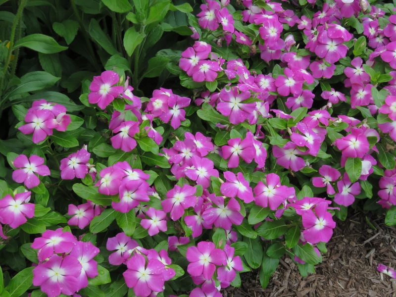Vinca (Annual Periwinkle)
