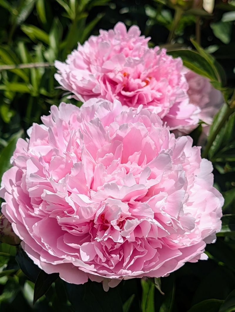 Peony Peony