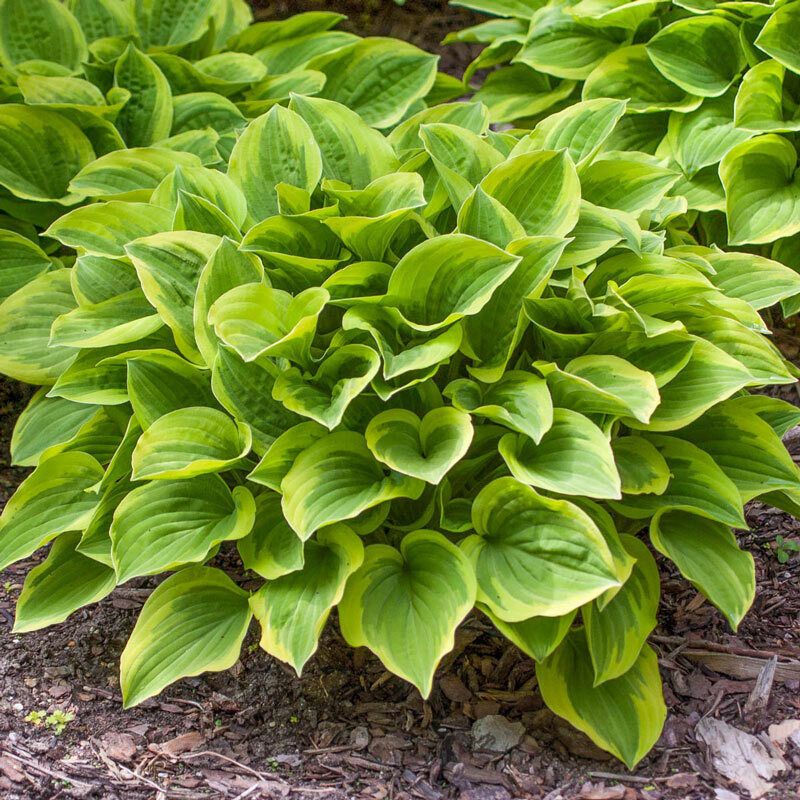 Hosta