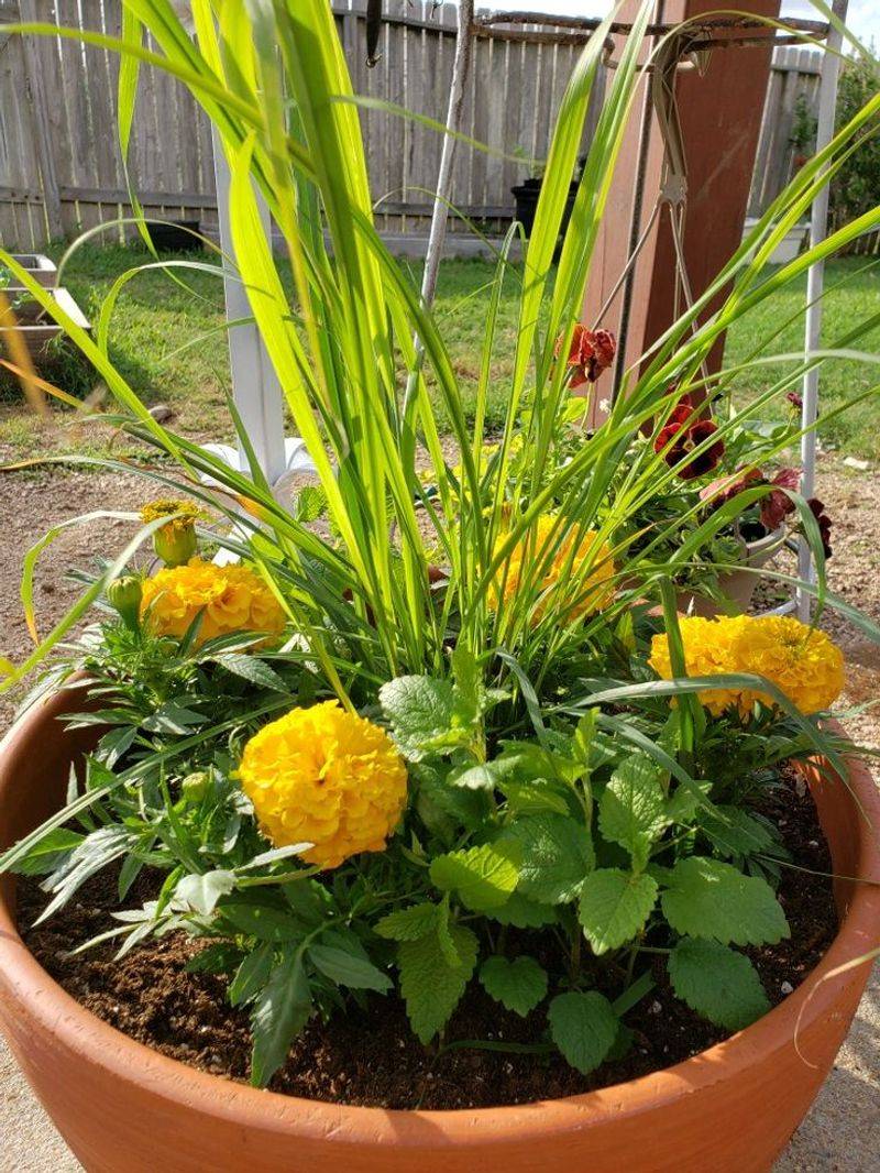 Lemongrass